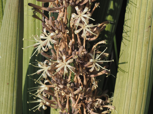 Sansevieria pearsonii
