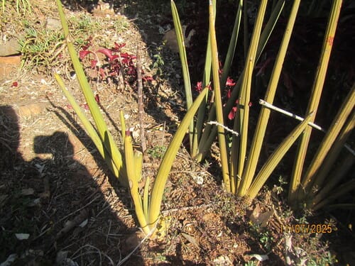 Sansevieria pearsonii — photo