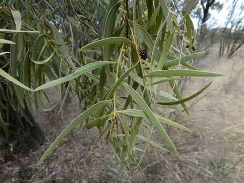 Santalum acuminatum (Desert quandong) — photo