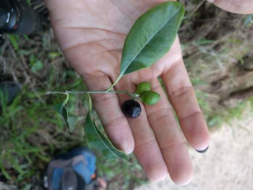 Santalum album (Indian sandalwood) — photo