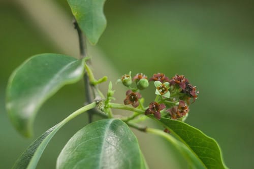 Santalum album (Indian sandalwood) — photo