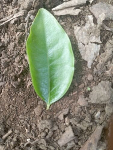 Santalum austrocaledonicum (Sandalwood) — photo