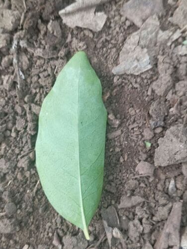 Santalum austrocaledonicum (Sandalwood) — photo