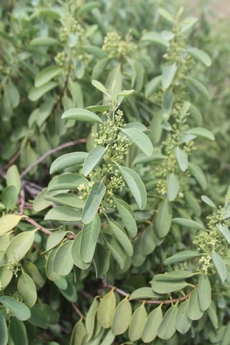 Santalum ellipticum (Hawaiian sandalwood) — photo
