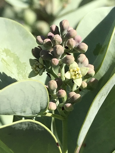 Santalum ellipticum