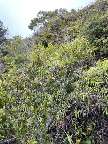 Santalum freycinetianum (Forest sandalwood) — photo