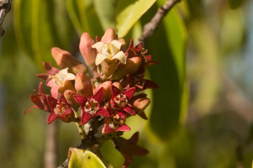 Santalum freycinetianum