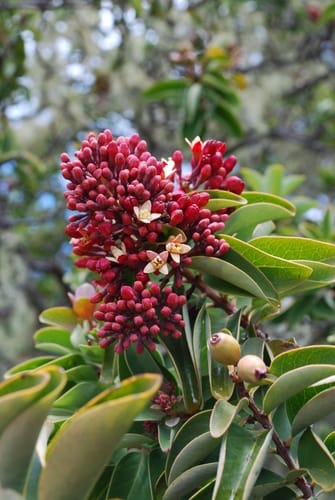 Santalum haleakalae (Haleakalae sandalwood) — photo