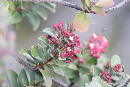 Santalum haleakalae (Haleakalae sandalwood) — photo