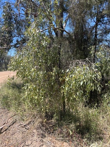 Santalum lanceolatum (Sandalwood) — photo