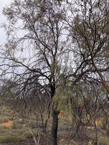 Santalum murrayanum (Bitter quandong) — photo