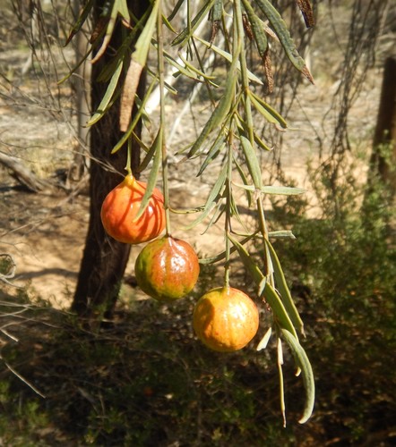 Santalum murrayanum