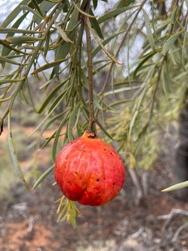 Santalum murrayanum (Bitter quandong) — photo