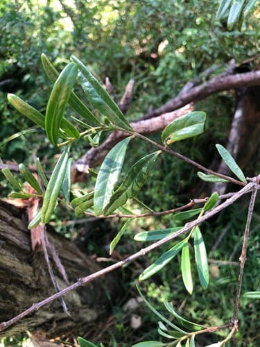 Santalum obtusifolium (Sandalwood) — photo