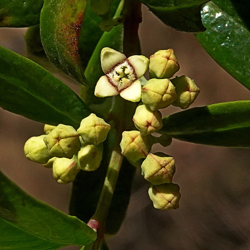 Santalum obtusifolium