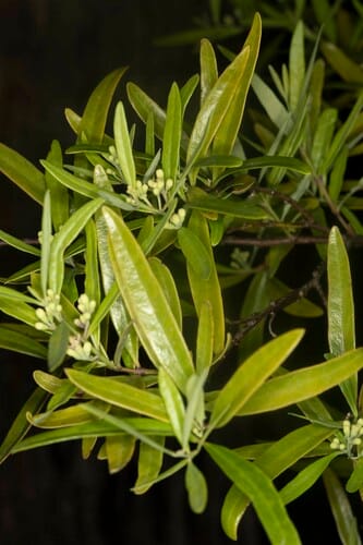 Santalum obtusifolium (Sandalwood) — photo
