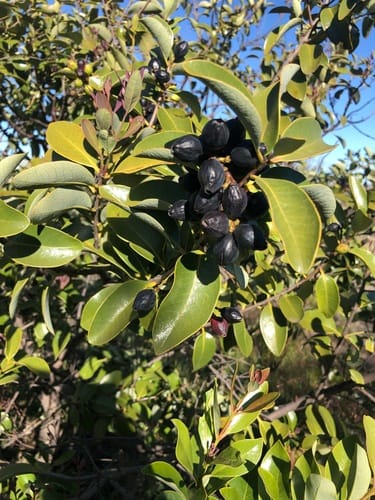 Santalum paniculatum (Mountain sandalwood) — photo