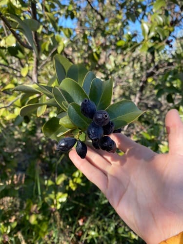 Santalum paniculatum (Mountain sandalwood) — photo