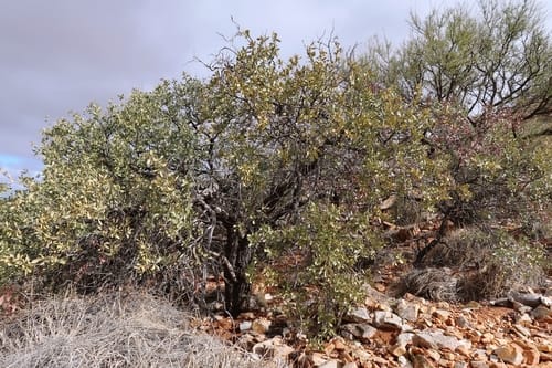 Santalum spicatum (Sandalwood) — photo