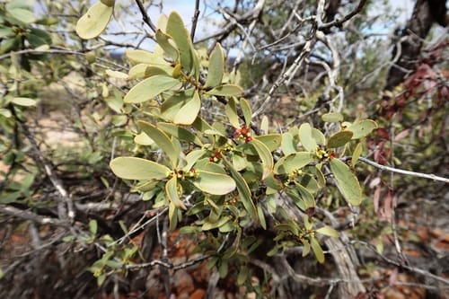 Santalum spicatum (Sandalwood) — photo