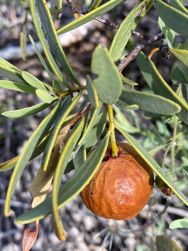 Santalum spicatum