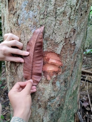 Santiria laevigata (Kedongdong kerut) — photo