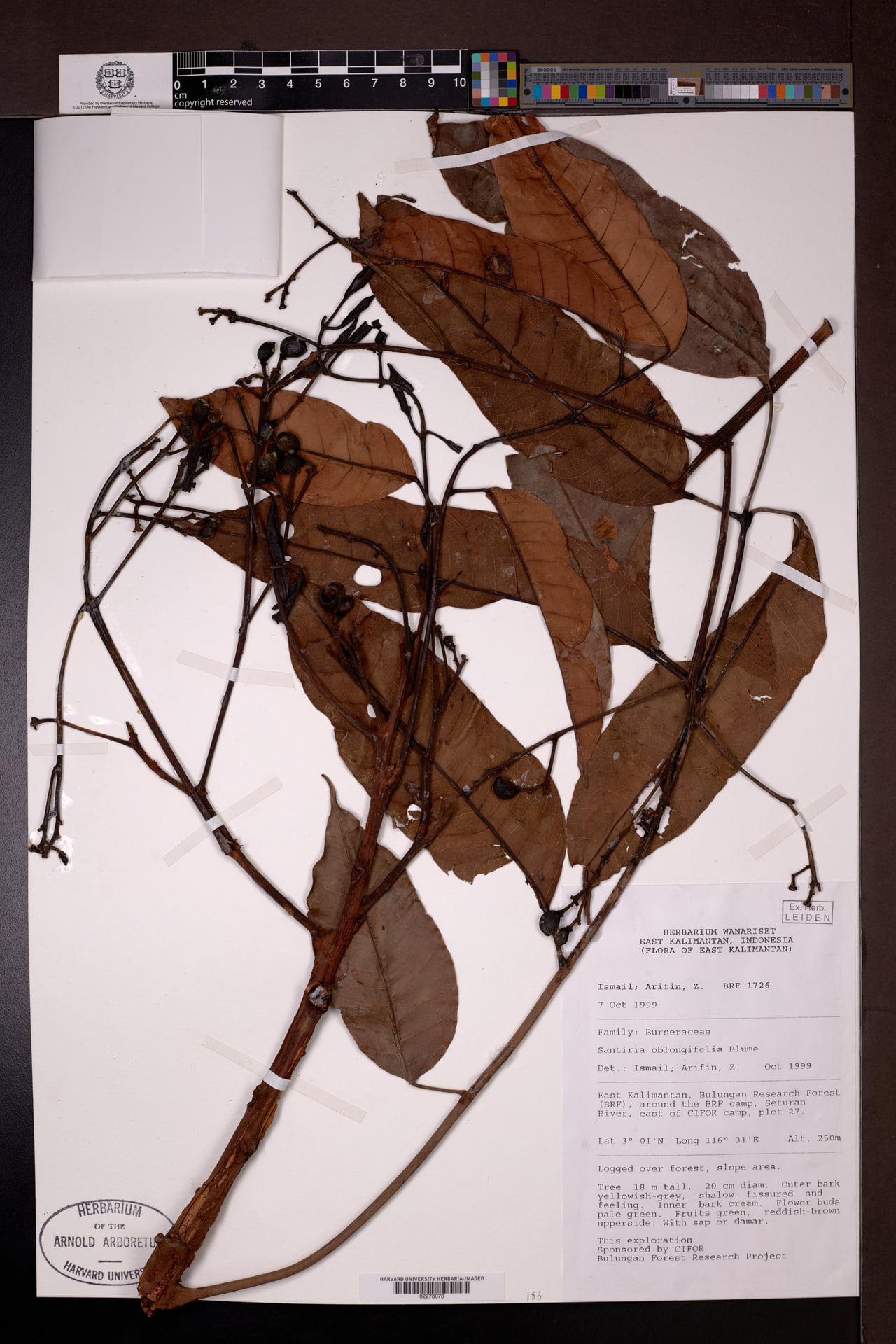 Santiria oblongifolia