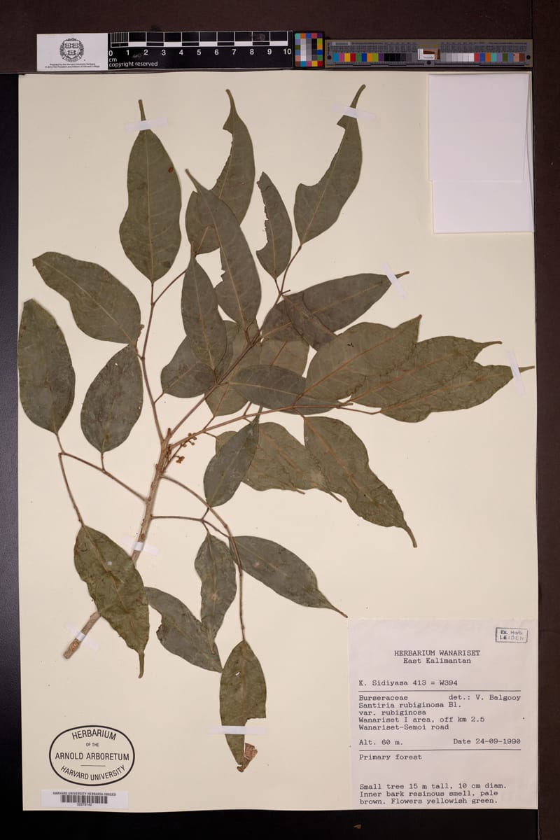 Santiria rubiginosa (Rusty-leafed santiria) — photo