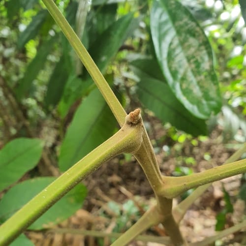 Santiria tomentosa (Kerantai) — photo