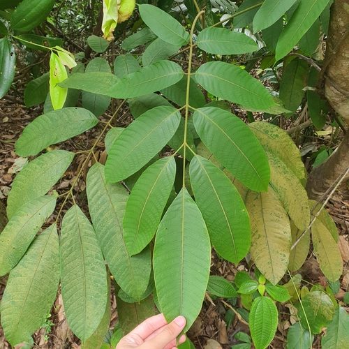 Santiria tomentosa