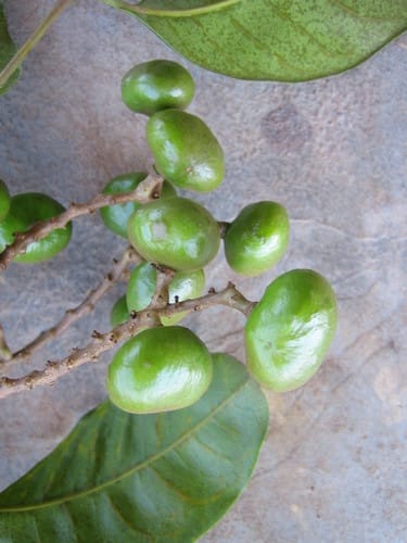 Santiria trimera — photo