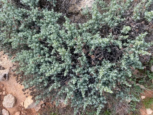 Santolina chamaecyparissus (Lavender cotton) — photo