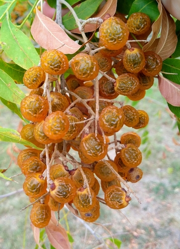 Sapindus drummondii (Western soapberry) — photo