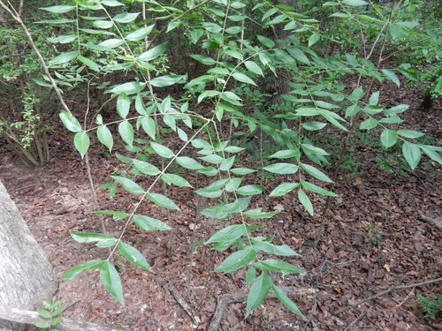 Sapindus drummondii (Western soapberry) — photo