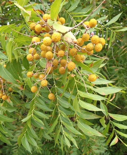 Sapindus drummondii