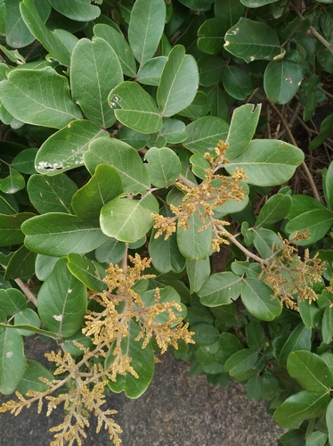 Sapindus emarginatus (Notched leaf soapnut) — photo