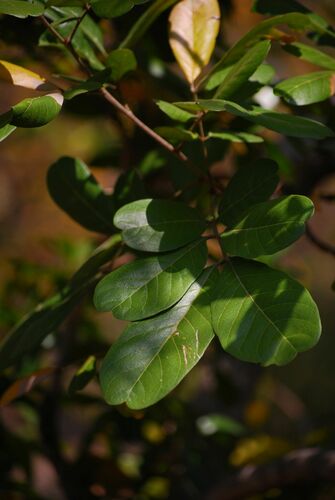 Sapindus emarginatus (Notched leaf soapnut) — photo