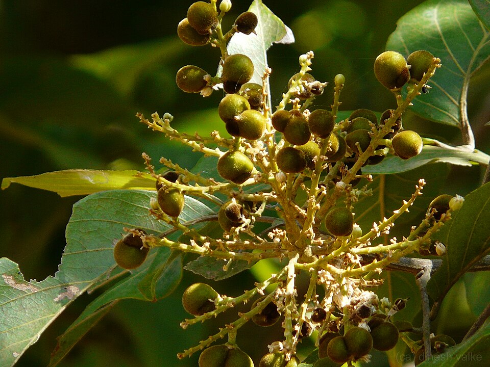 Sapindus indicus (Soapberry) — photo