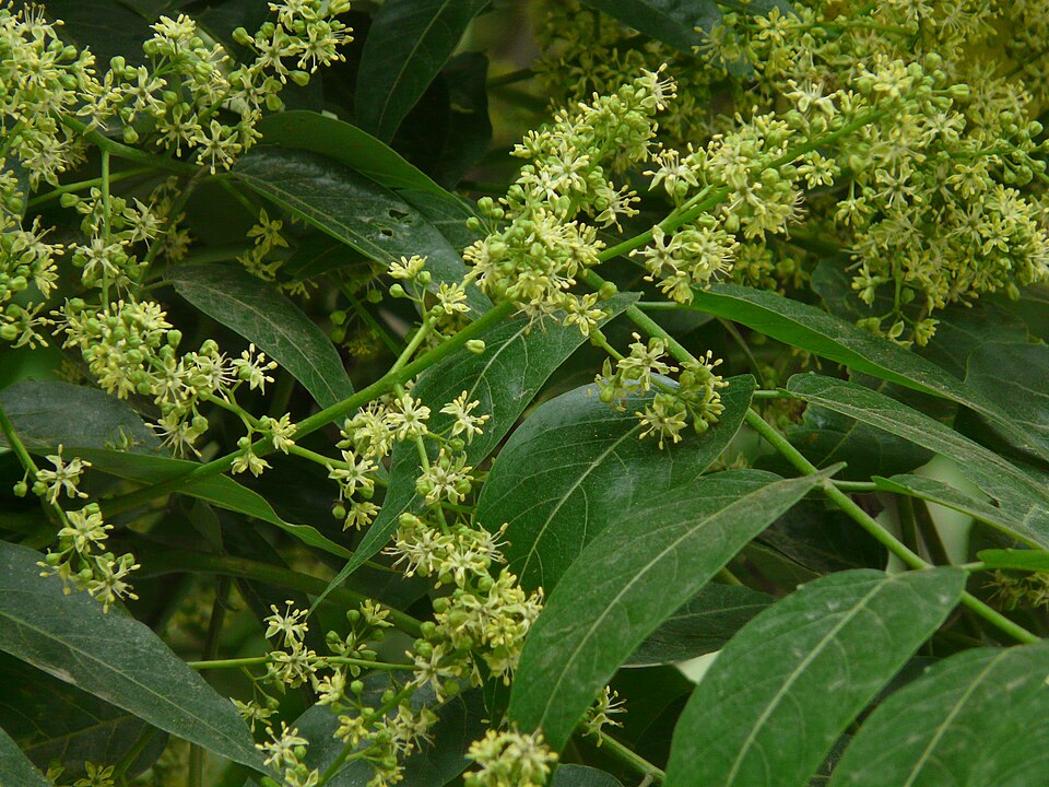 Sapindus indicus