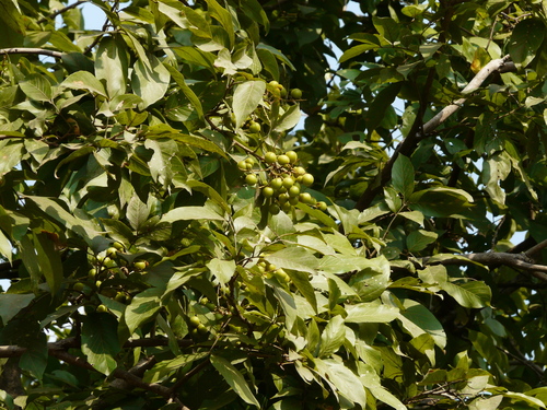 Sapindus laurifolius — photo