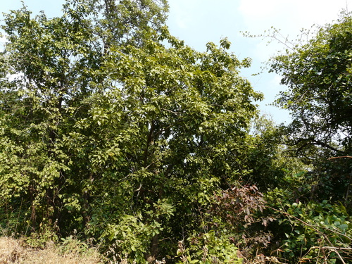 Sapindus laurifolius