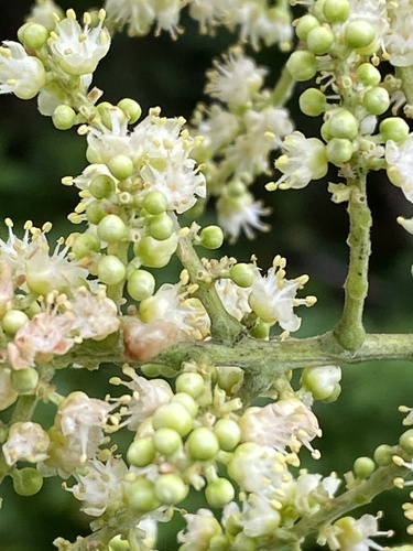 Sapindus marginatus (Wingleaf Soapberry) — photo