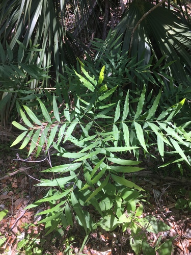 Sapindus marginatus (Wingleaf Soapberry) — photo