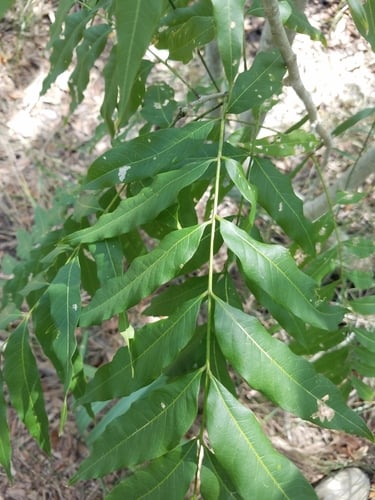 Sapindus marginatus