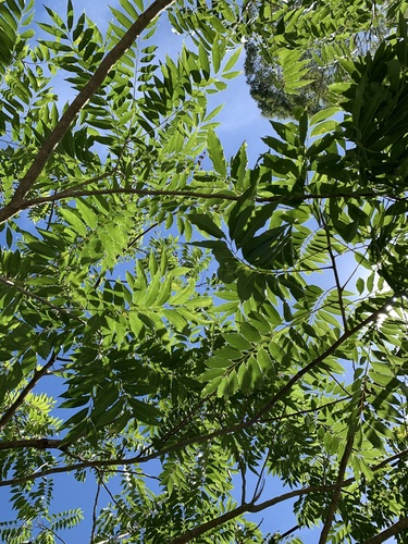 Sapindus mukorossi (Soap-nut tree of North India) — photo