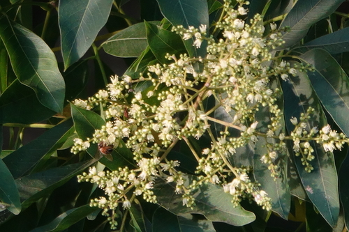 Sapindus mukorossi (Soap-nut tree of North India) — photo