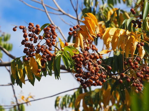 Sapindus mukorossi