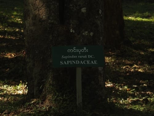 Sapindus rarak (Lerak) — photo