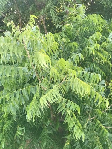 Sapindus saponaria (Wingleaf soapberry) — photo