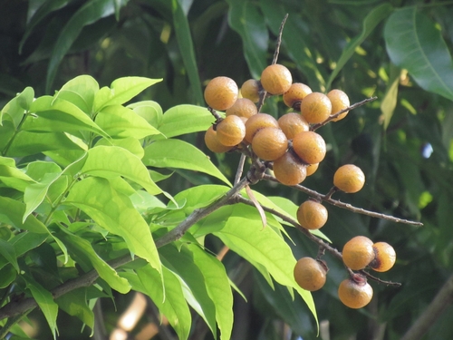 Sapindus saponaria